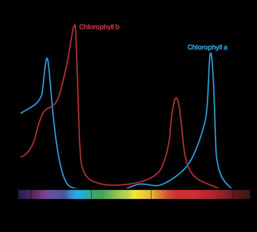 BIOS_Chlorophyll-A-and-B-cropped-1024x927